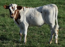 Candy Bug 17 Heifer