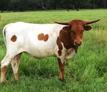 4 BAR SOUTHERN LADY