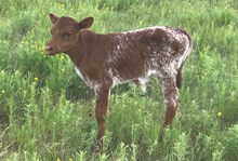 MML EL Double the Hunt bull calf