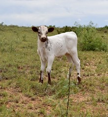 Caprock x Laura bull