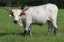 Blue Rain 15 Steer
