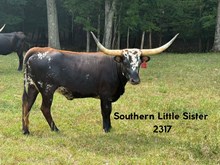 Southern Little Sister