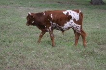 RJF Lotta Mercy BULL Tag 815
