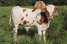 112/17 BULL CALF