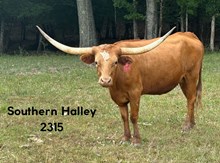 Southern Halley