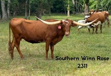 Southern Winn Rose