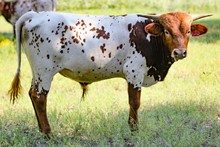 BULL 217