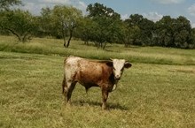 Un-named bull calf 16/5