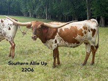 Southern Allie Up
