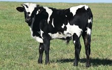 2641 EL NIGHT STAR BULL