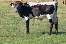 2631 WHISKEY BULL