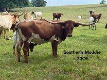 Southern Maddie