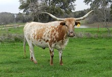 HL BONITA'S GAL