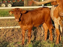 Venus' bull calf