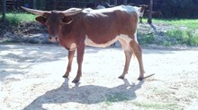 Dancing Diamonds Heifer