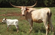 Sittin & Dreamin Heifer Calf