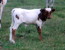 JHCC Dreamz of a Champ Bull Calf