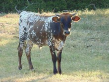 WO Black Nose