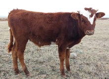 TFP STEER SNOWBERRY