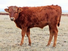 TFP STEER ELDERBERRY