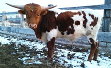 TFP BULL ROYAL COMMAND
