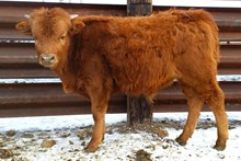 TFP BULL TSISTSAKI