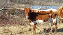 SHR KELLYS XENIA