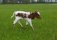 Bull calf 12/6