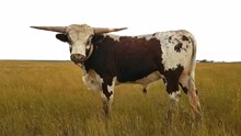 TFP BULL MEADOWLARK