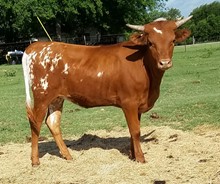 Jolene DSM