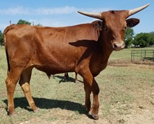 Fireball DSM