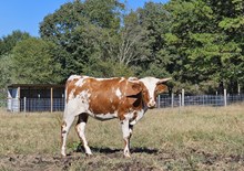 Miss Rodeo America 411
