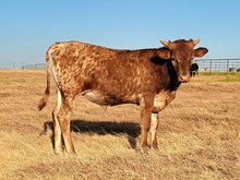 Classy Lady X Galaxy bull calf