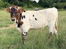 2026 Safari Bull