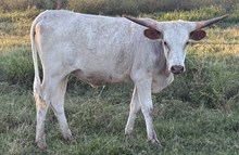 DG SLIM FRANCHESCA