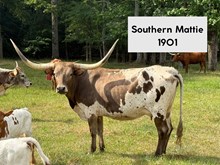 Southern Mattie