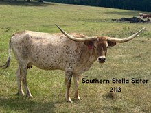 Southern Stella Sister