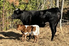 Bull Calf