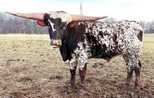 Lady Grace Steer