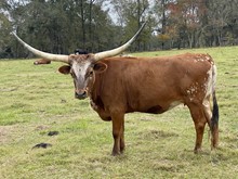 TEXAS BELLE BW 8/7