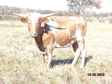 MTR PRISSY SPOTS 30/21