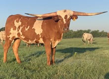 Painted Cowboy FHR