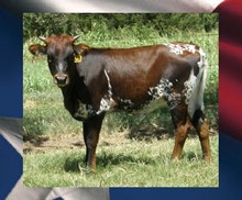 ASOCL Incredibull Poppy