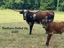 Southern Dolled Up