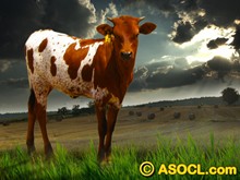 ASOCL Helluva Star
