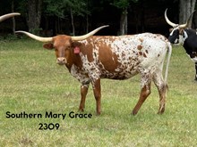 Southern Mary Grace