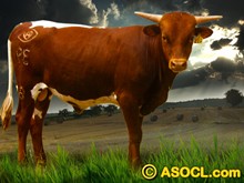 ASOCL Rolling Thunder