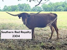 Southern Red Royalty