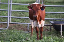 C6 Kentucky Cowgirl