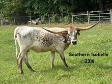 Southern Isabelle